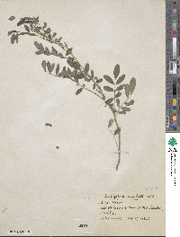 Indigofera mucronata image