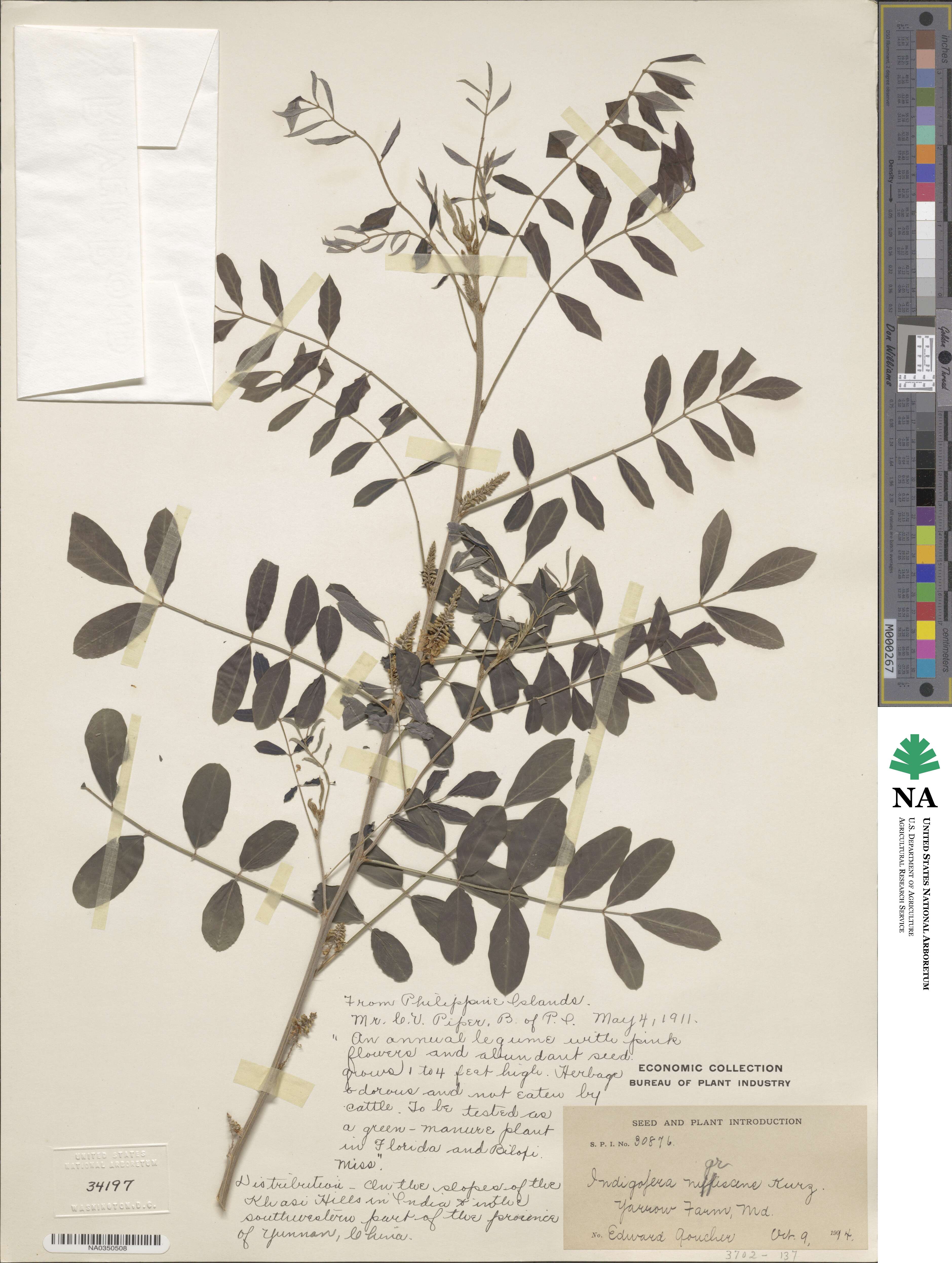 Indigofera nigrescens image