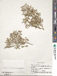 Indigofera parodiana image