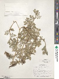 Indigofera spicata image