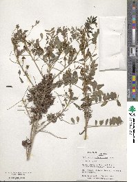 Indigofera suffruticosa image