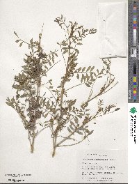 Indigofera suffruticosa image