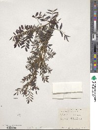 Indigofera suffruticosa image