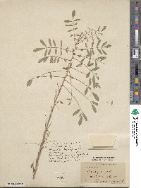 Indigofera suffruticosa image