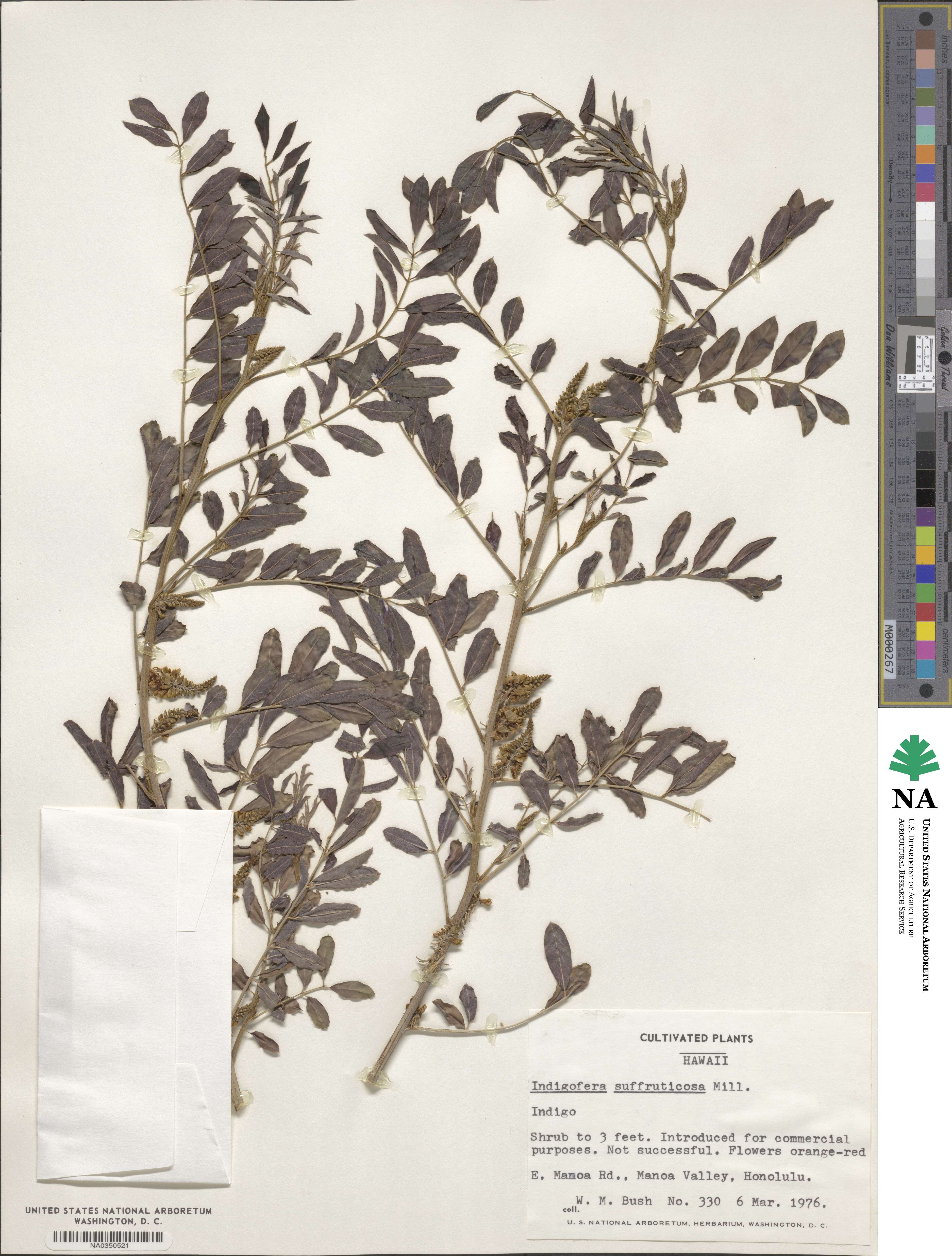 Indigofera suffruticosa image