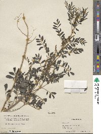 Indigofera suffruticosa image