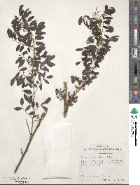 Indigofera suffruticosa image