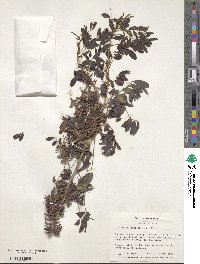 Indigofera suffruticosa image