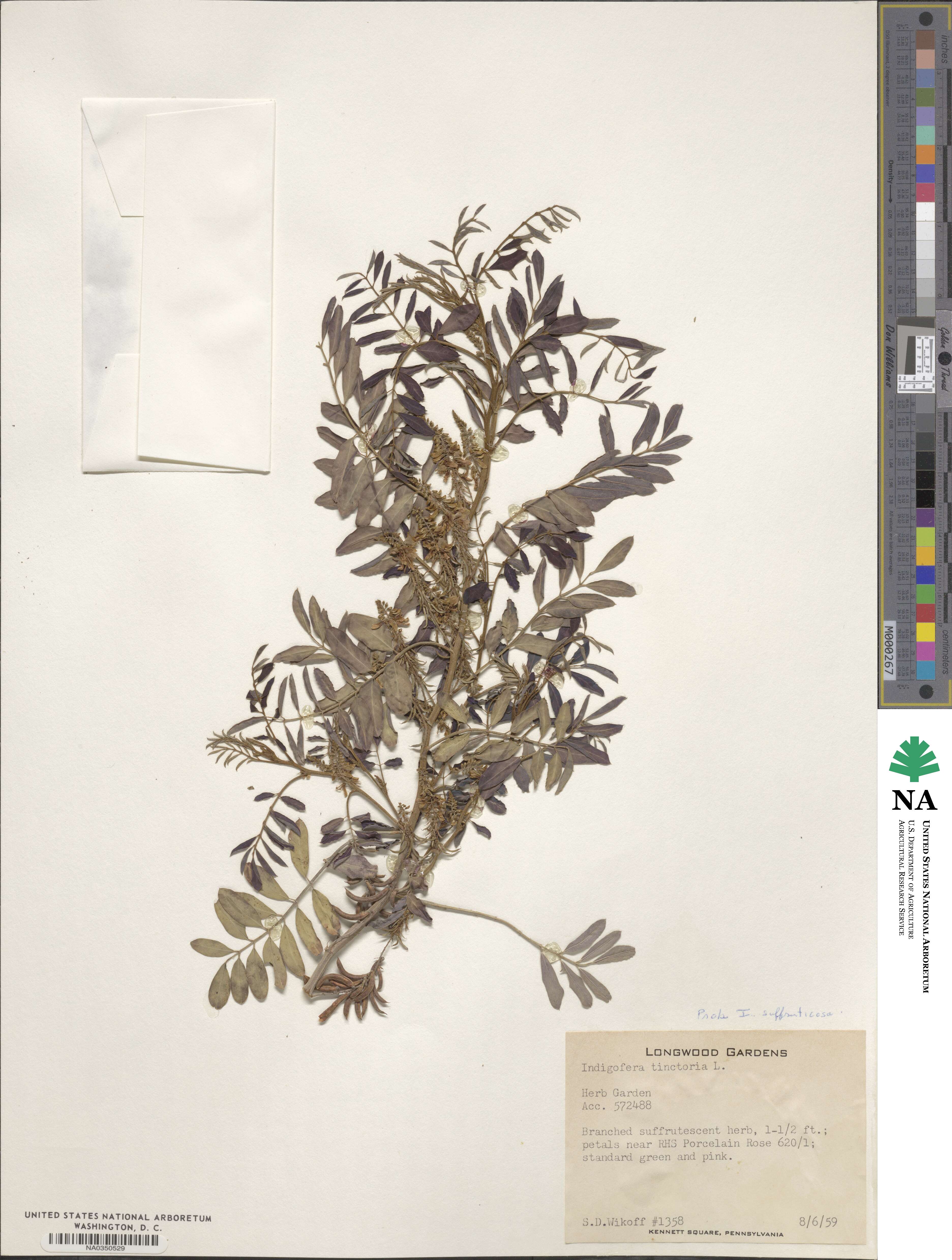 Indigofera tinctoria image