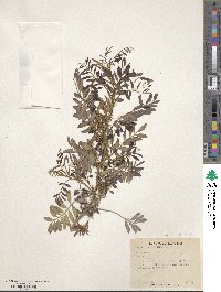 Indigofera tinctoria image