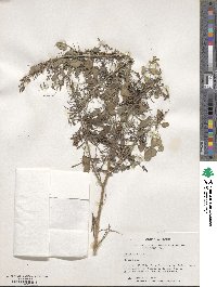 Indigofera tinctoria image