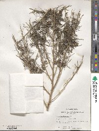 Indigofera tinctoria image