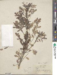 Indigofera tinctoria image