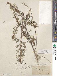 Indigofera trifoliata image