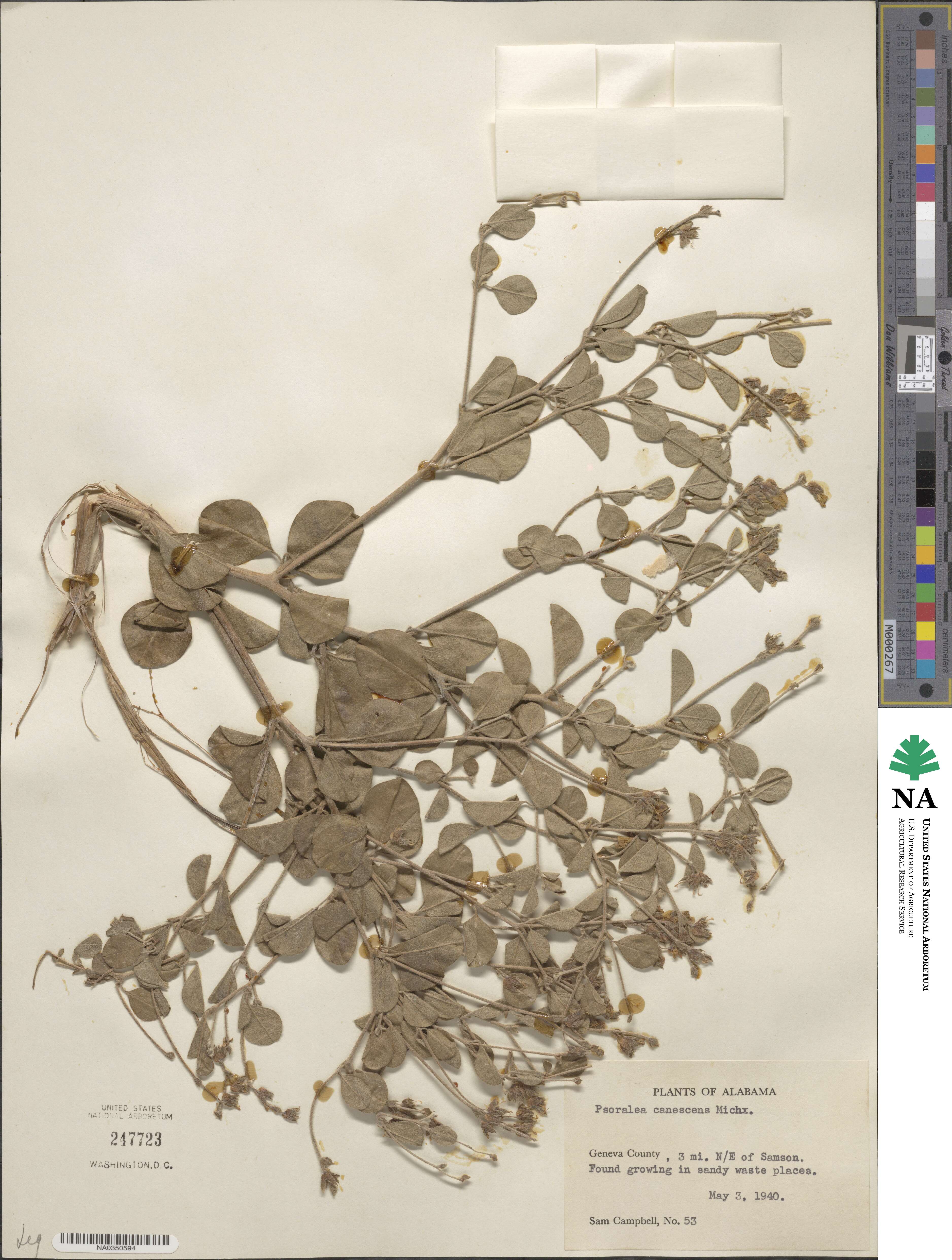 Pediomelum canescens image