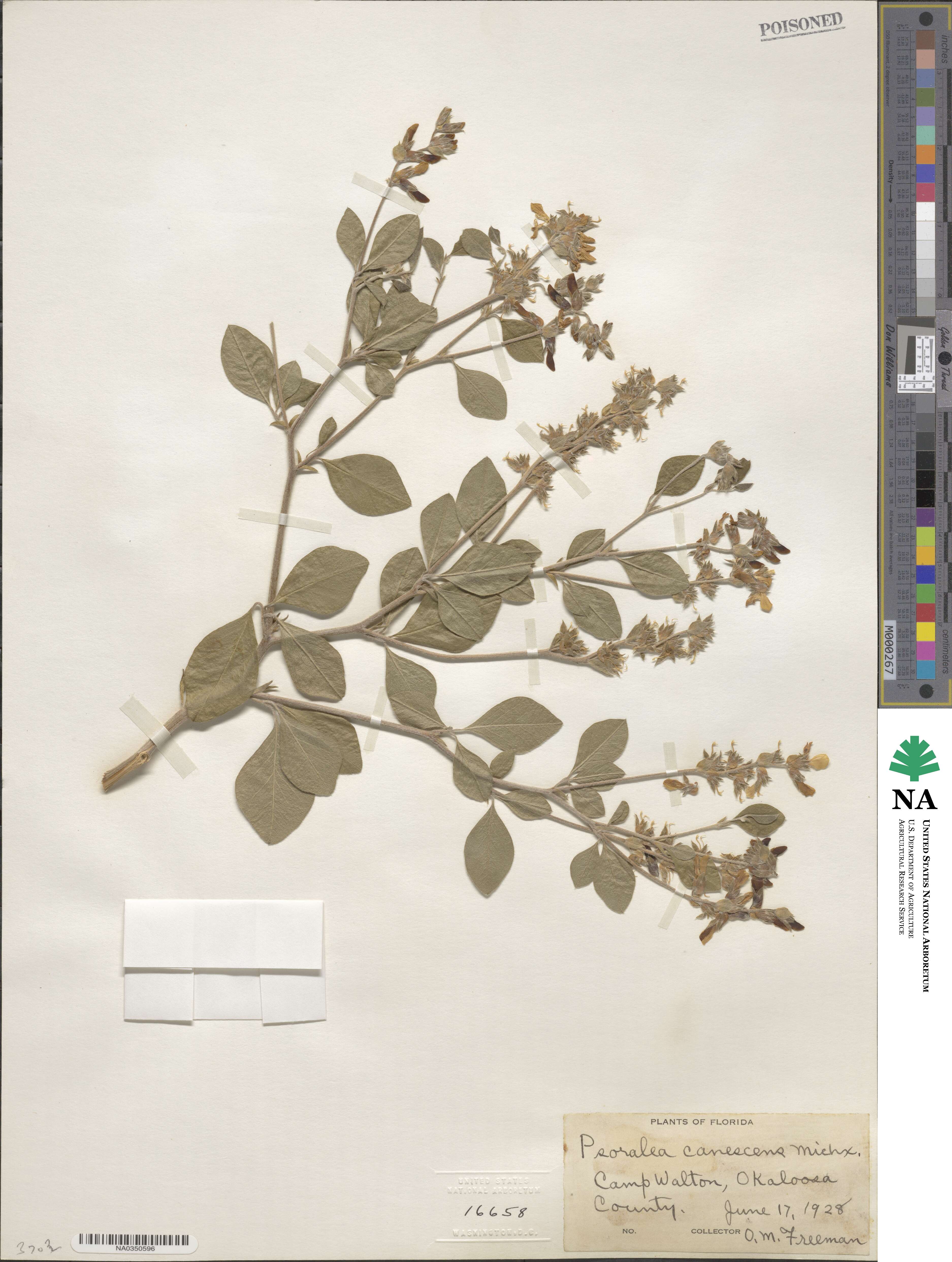 Pediomelum canescens image
