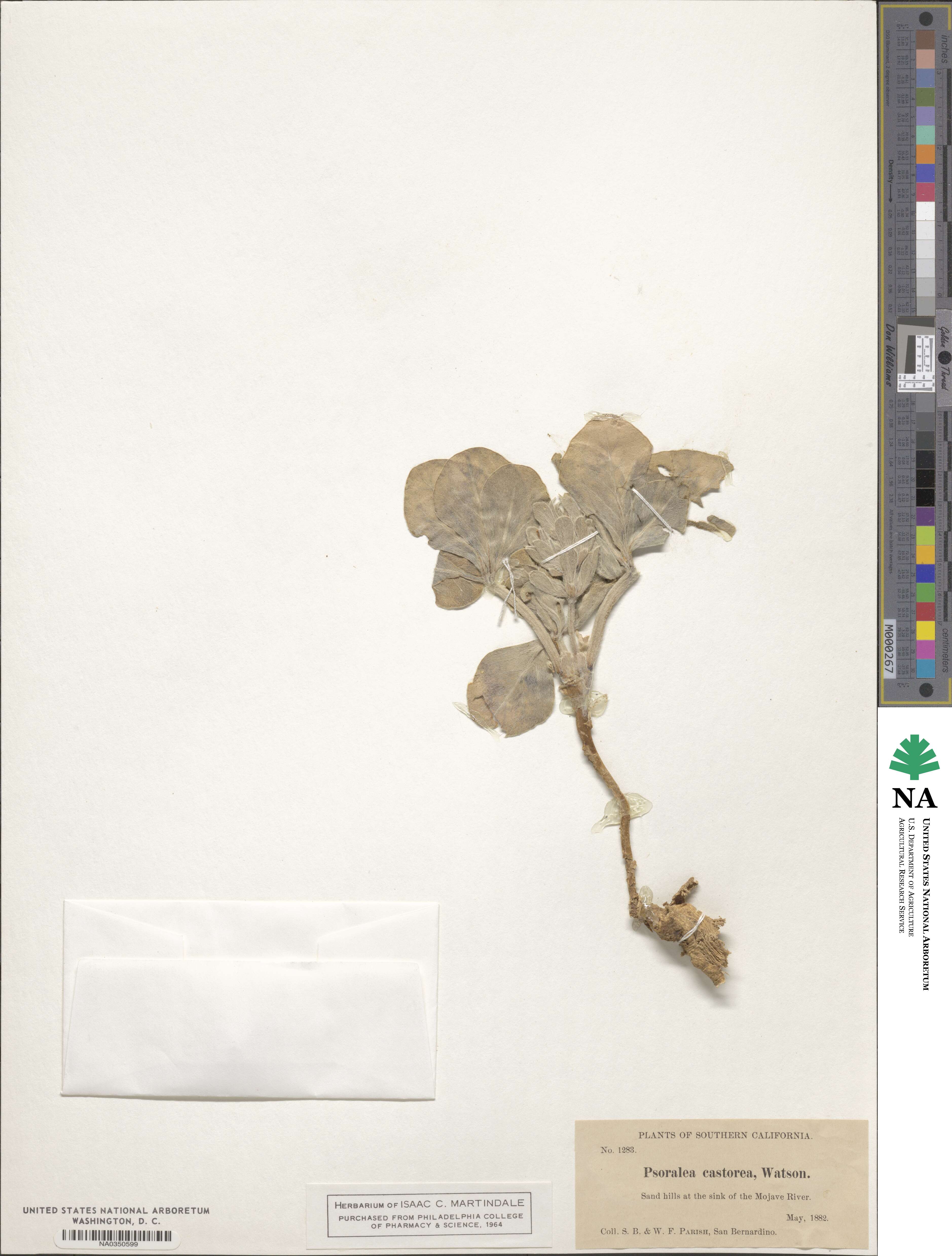 Pediomelum castoreum image