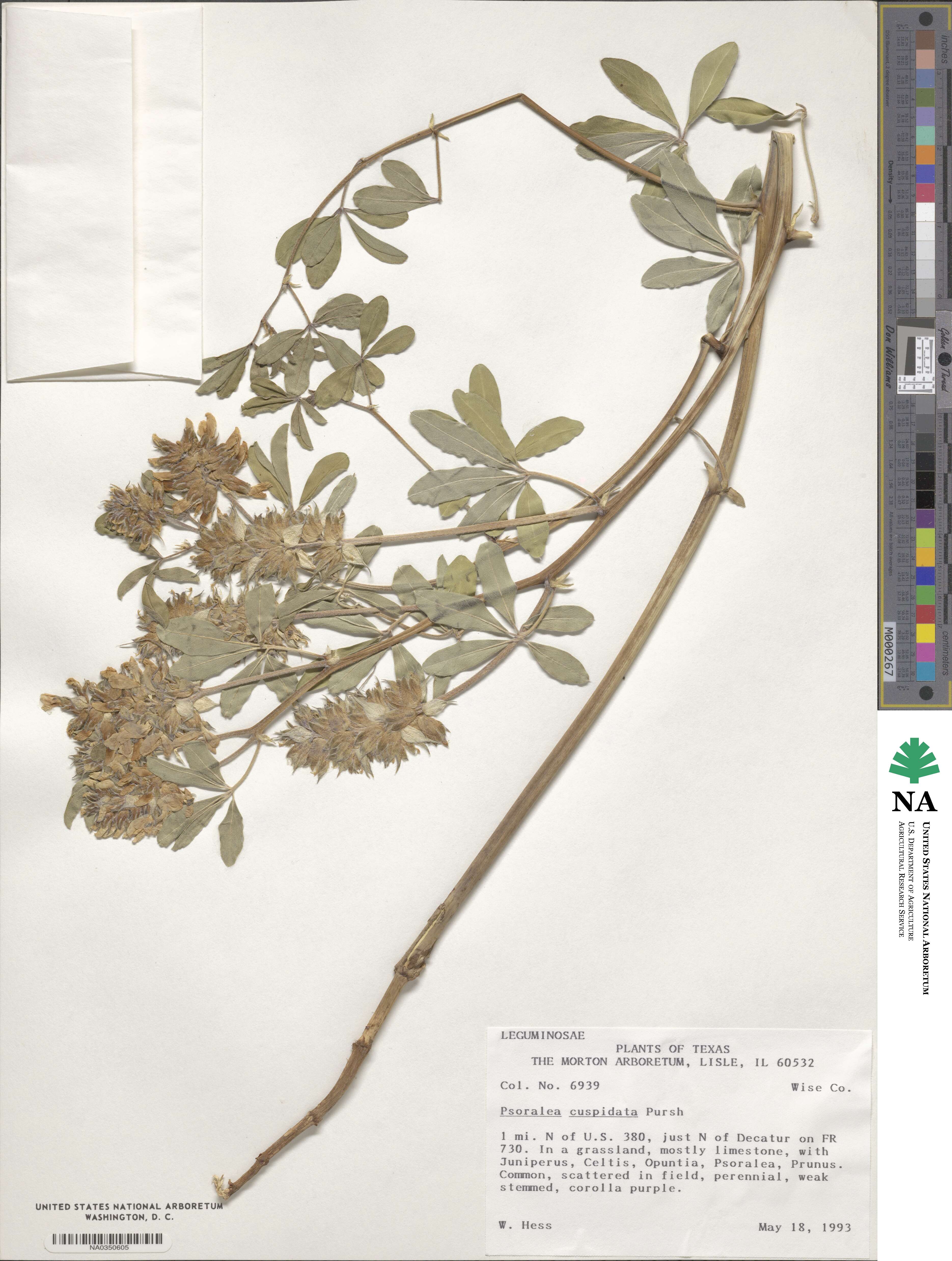 Pediomelum cuspidatum image