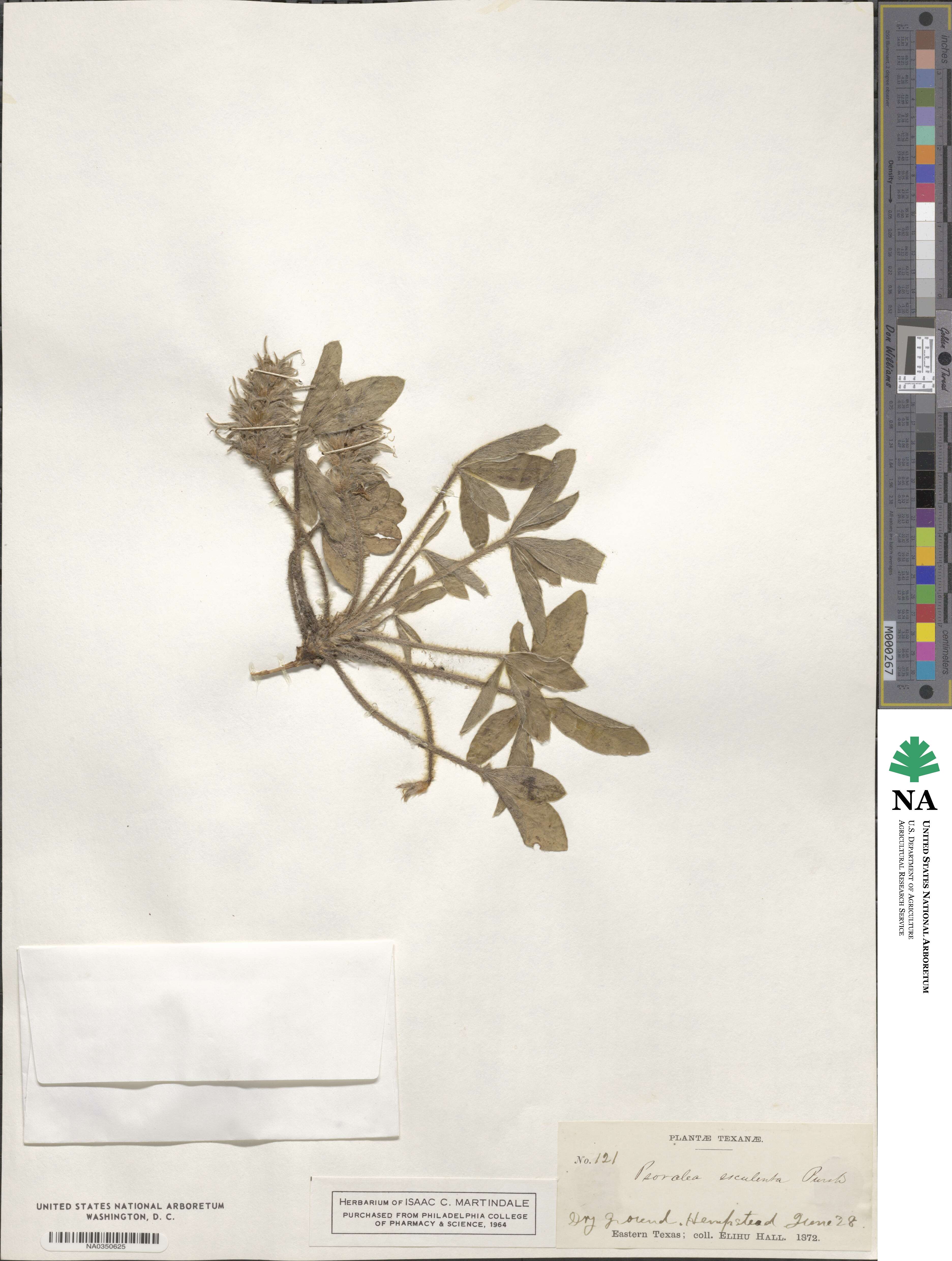 Pediomelum esculentum image