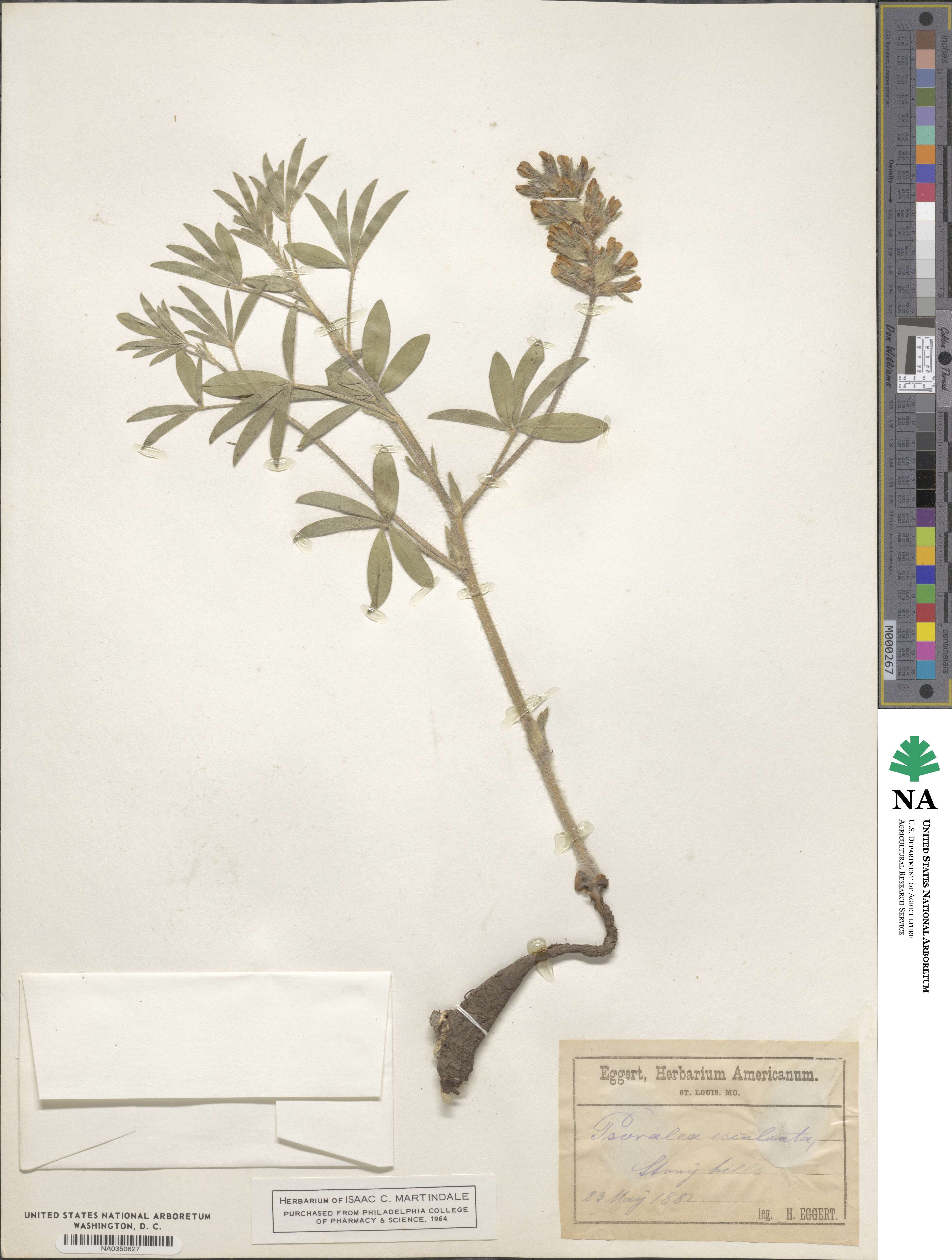 Pediomelum esculentum image