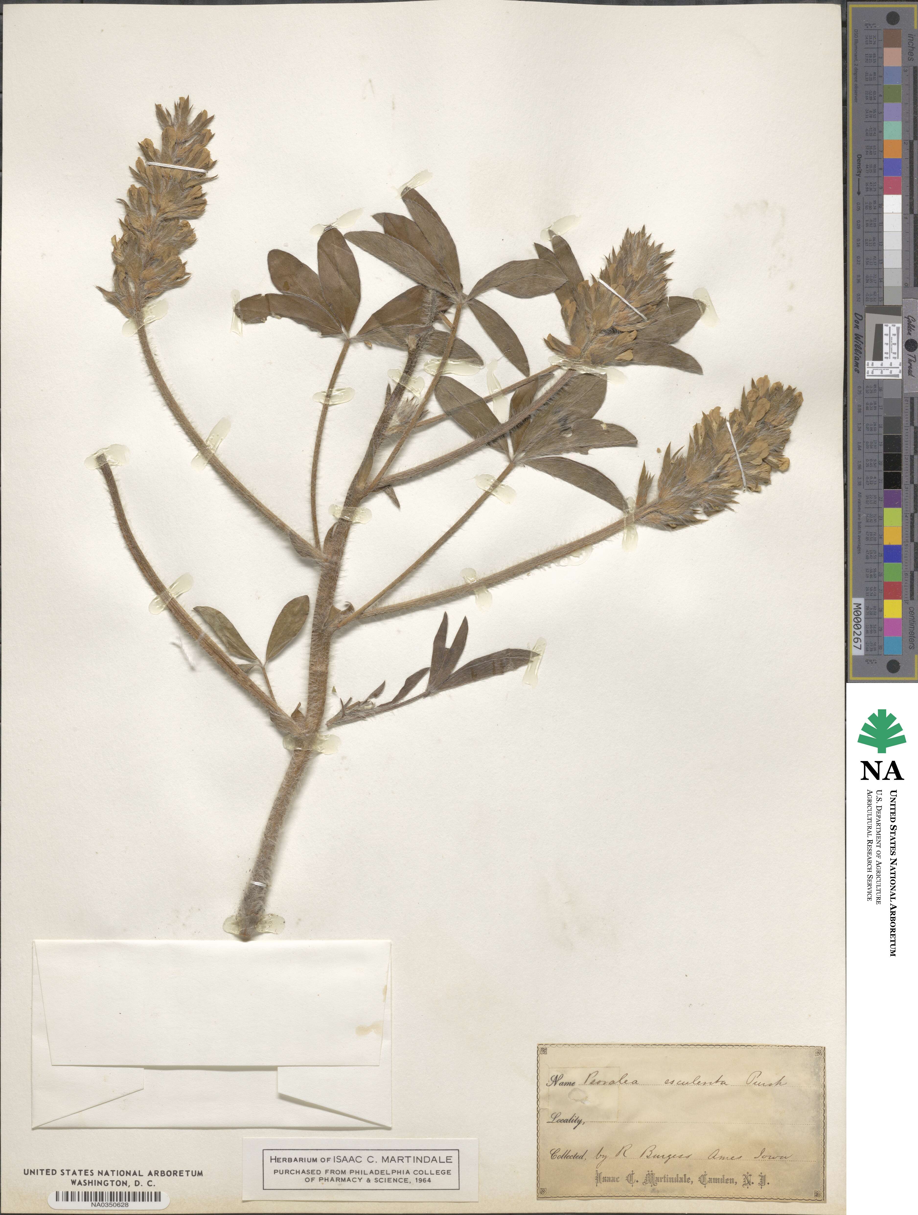 Pediomelum esculentum image