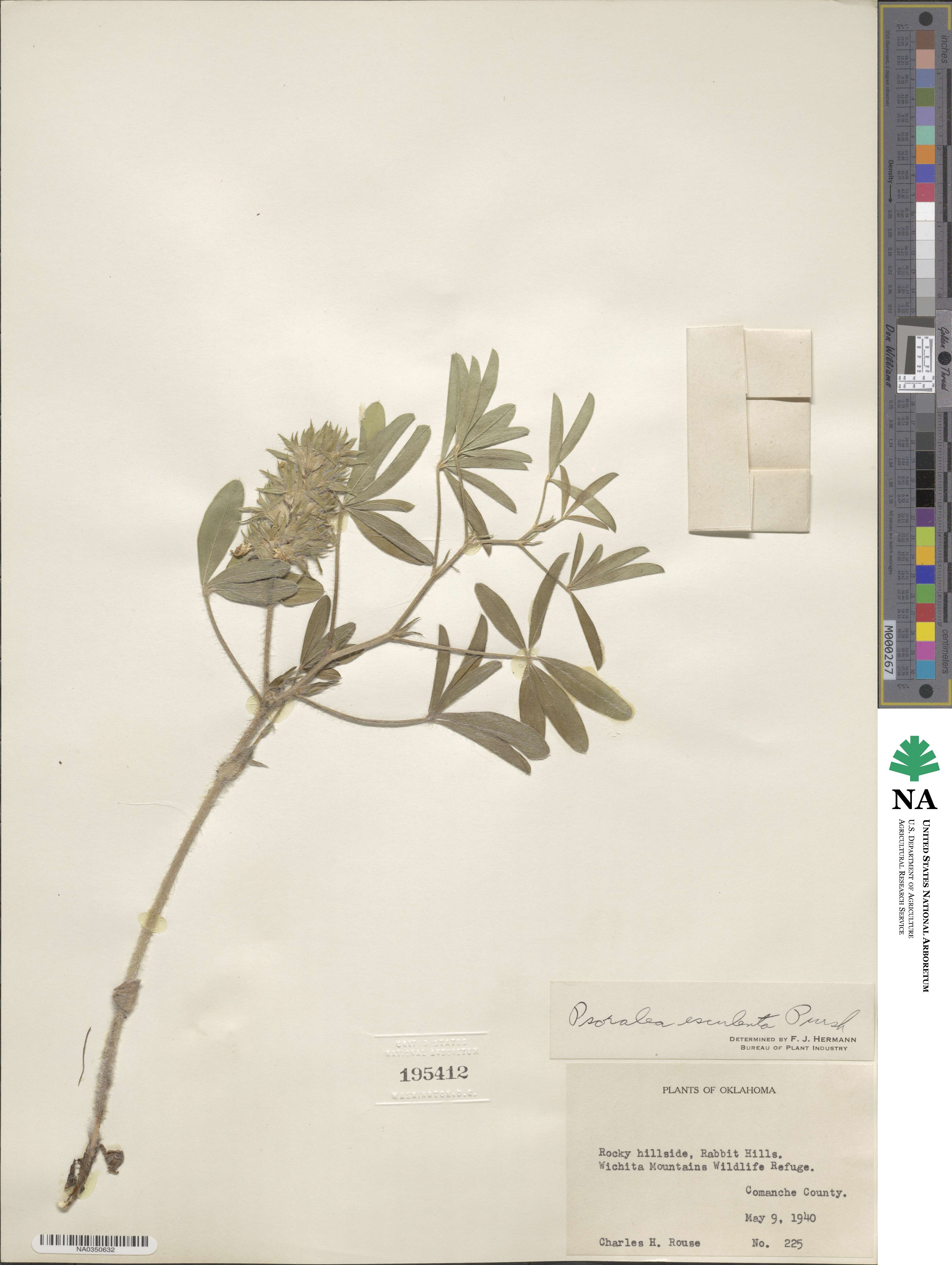 Pediomelum esculentum image