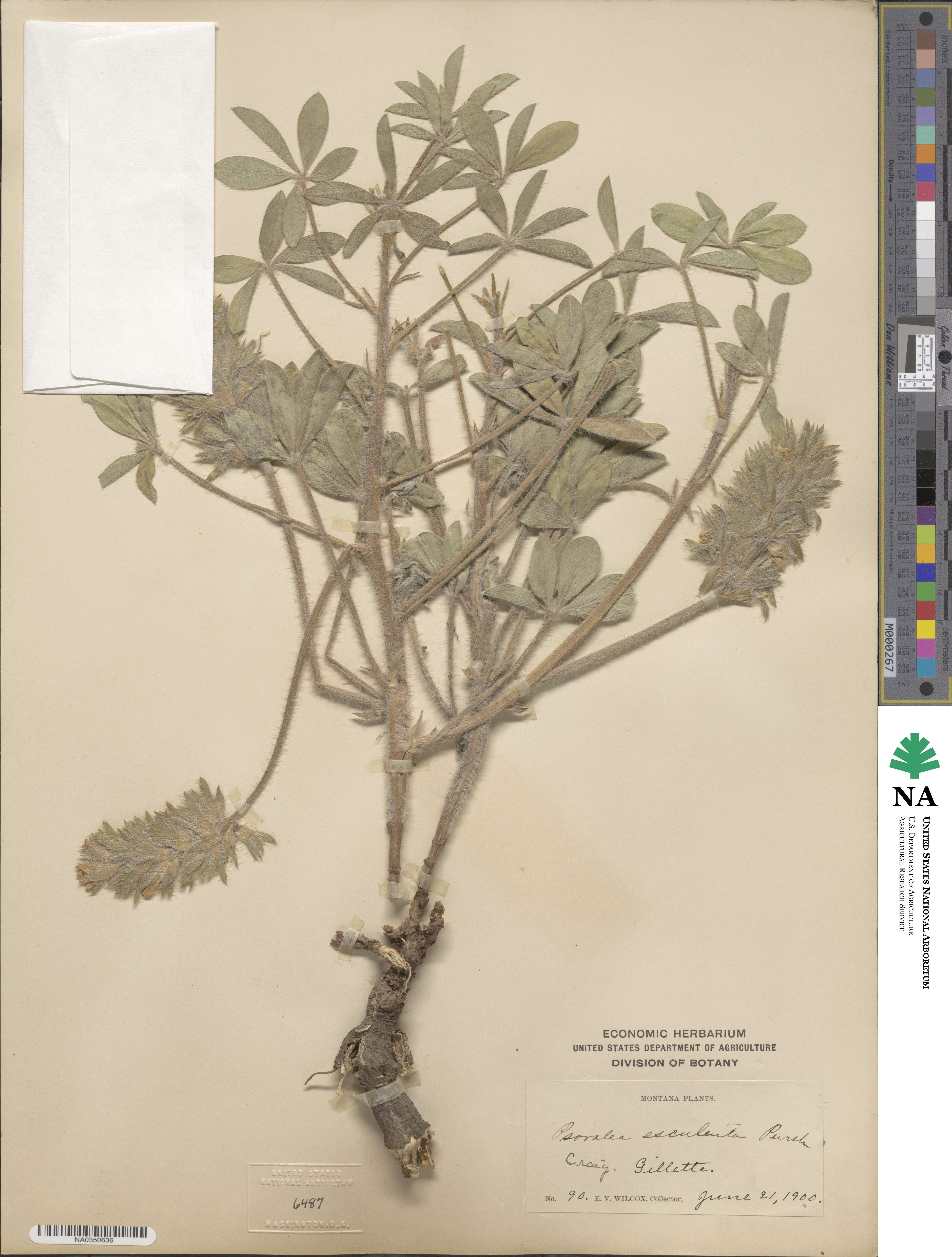 Pediomelum esculentum image