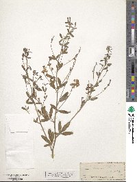 Pediomelum tenuiflorum image