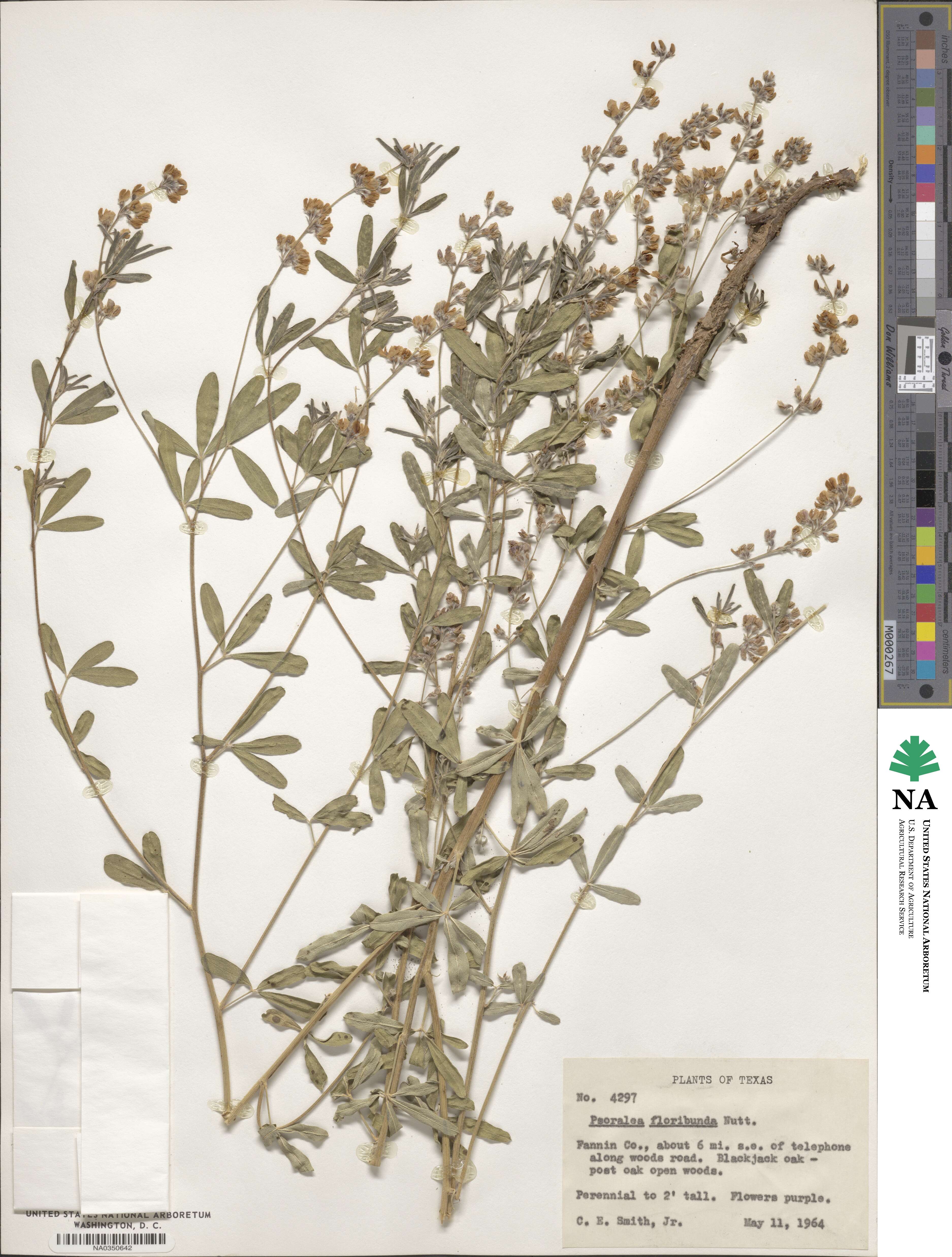 Pediomelum tenuiflorum image