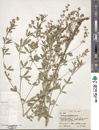 Pediomelum tenuiflorum image