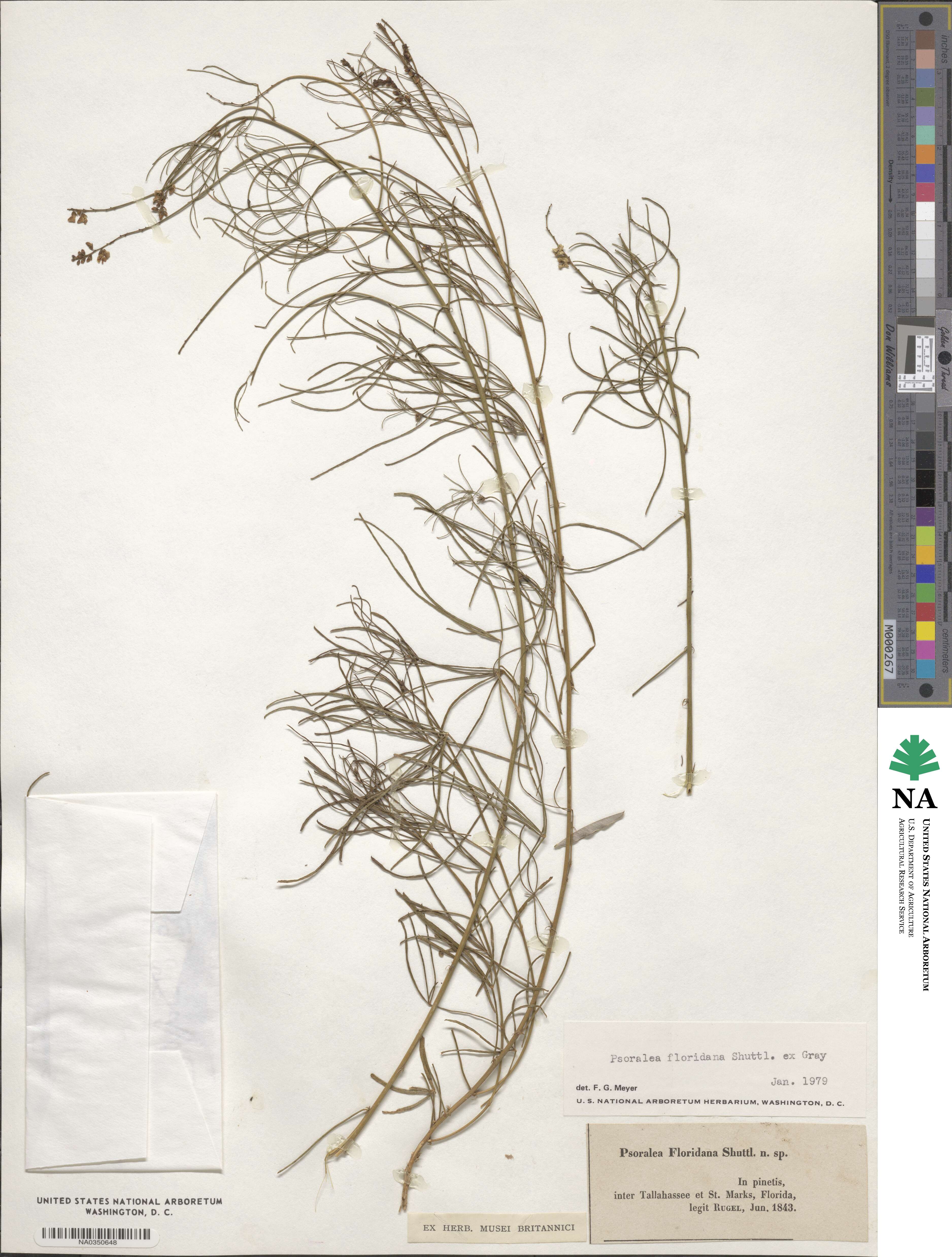 Orbexilum lupinellus image