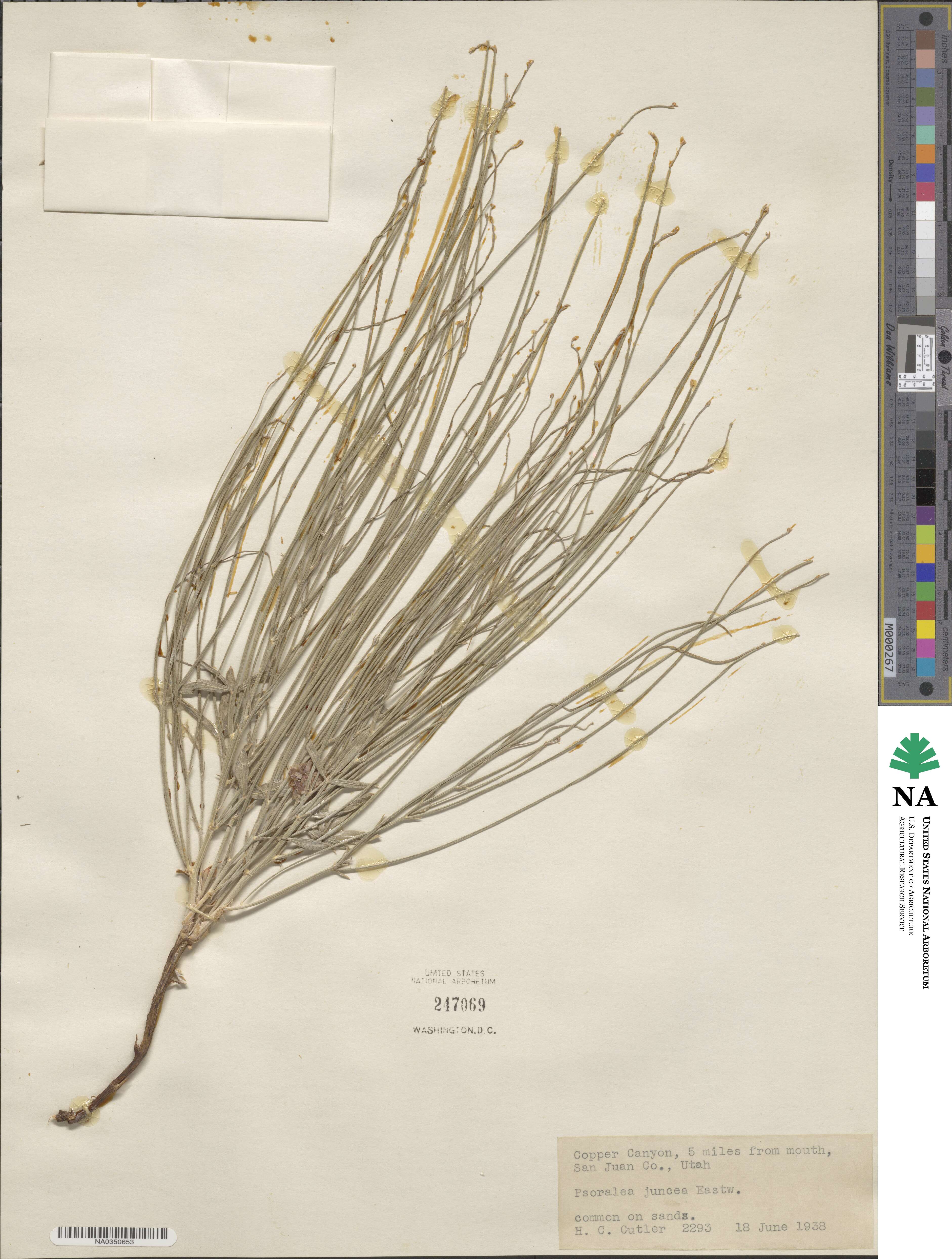 Ladeania juncea image