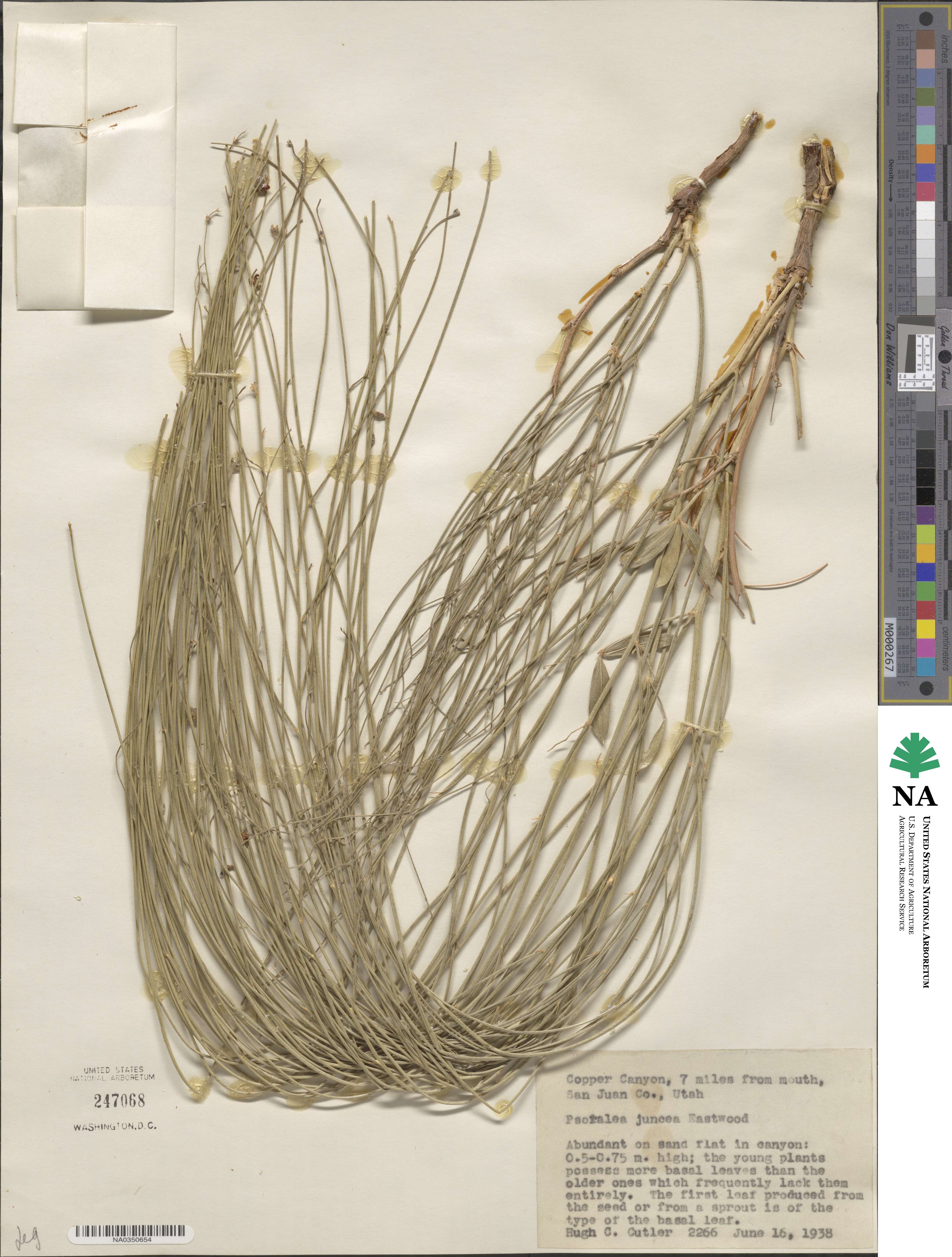 Ladeania juncea image