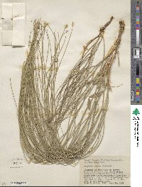 Ladeania juncea image