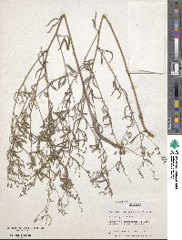 Pediomelum linearifolium image