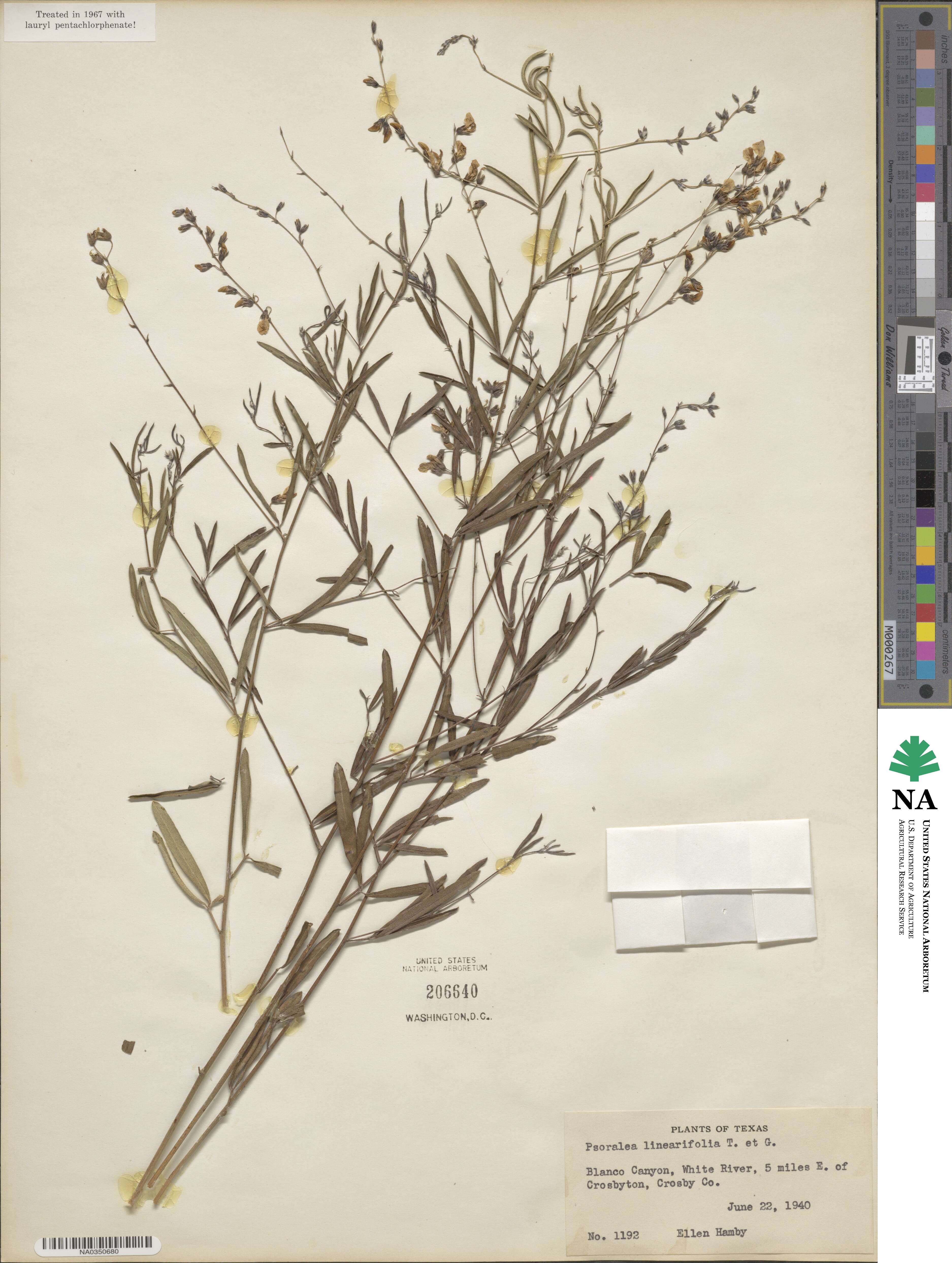 Pediomelum linearifolium image