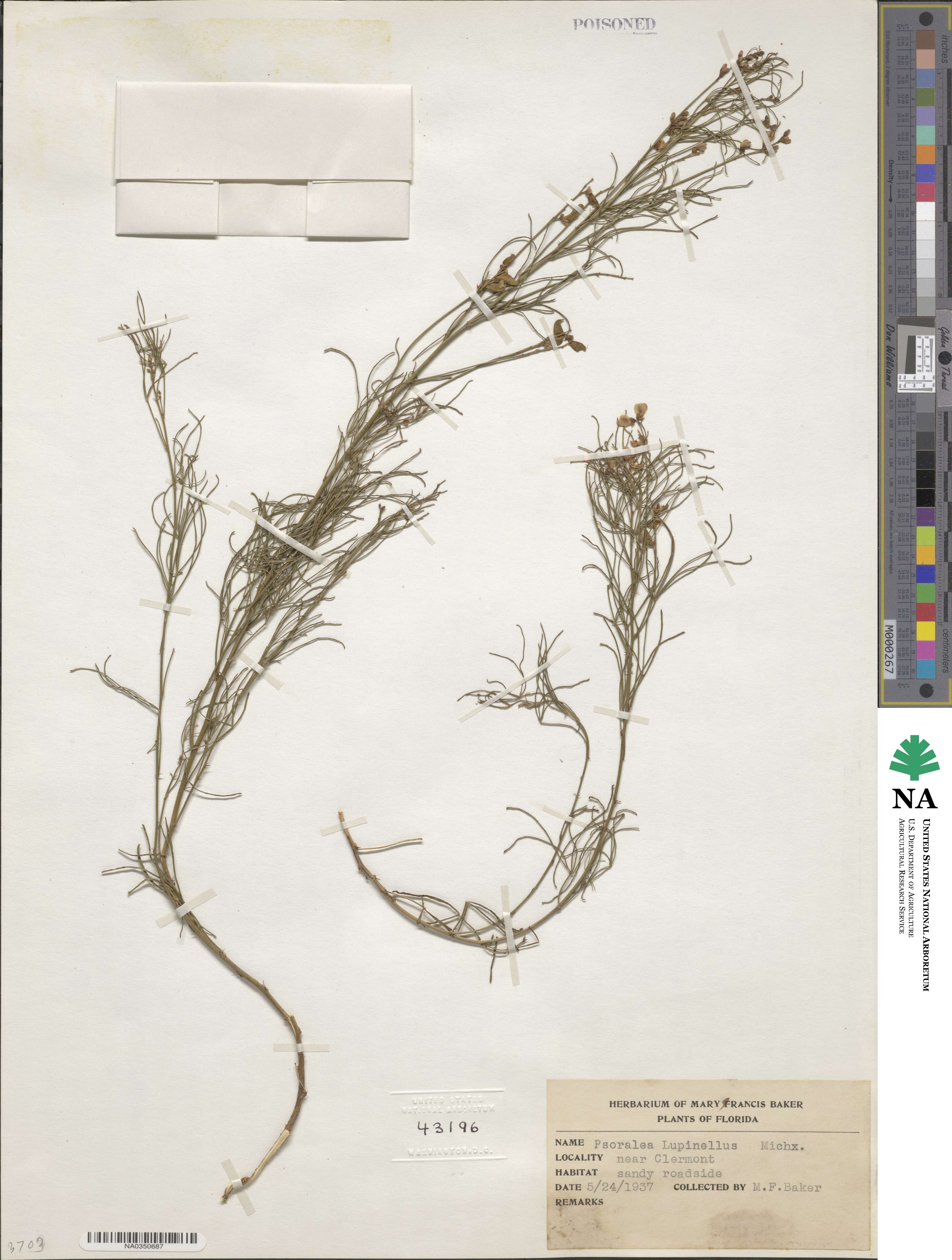 Orbexilum lupinellus image