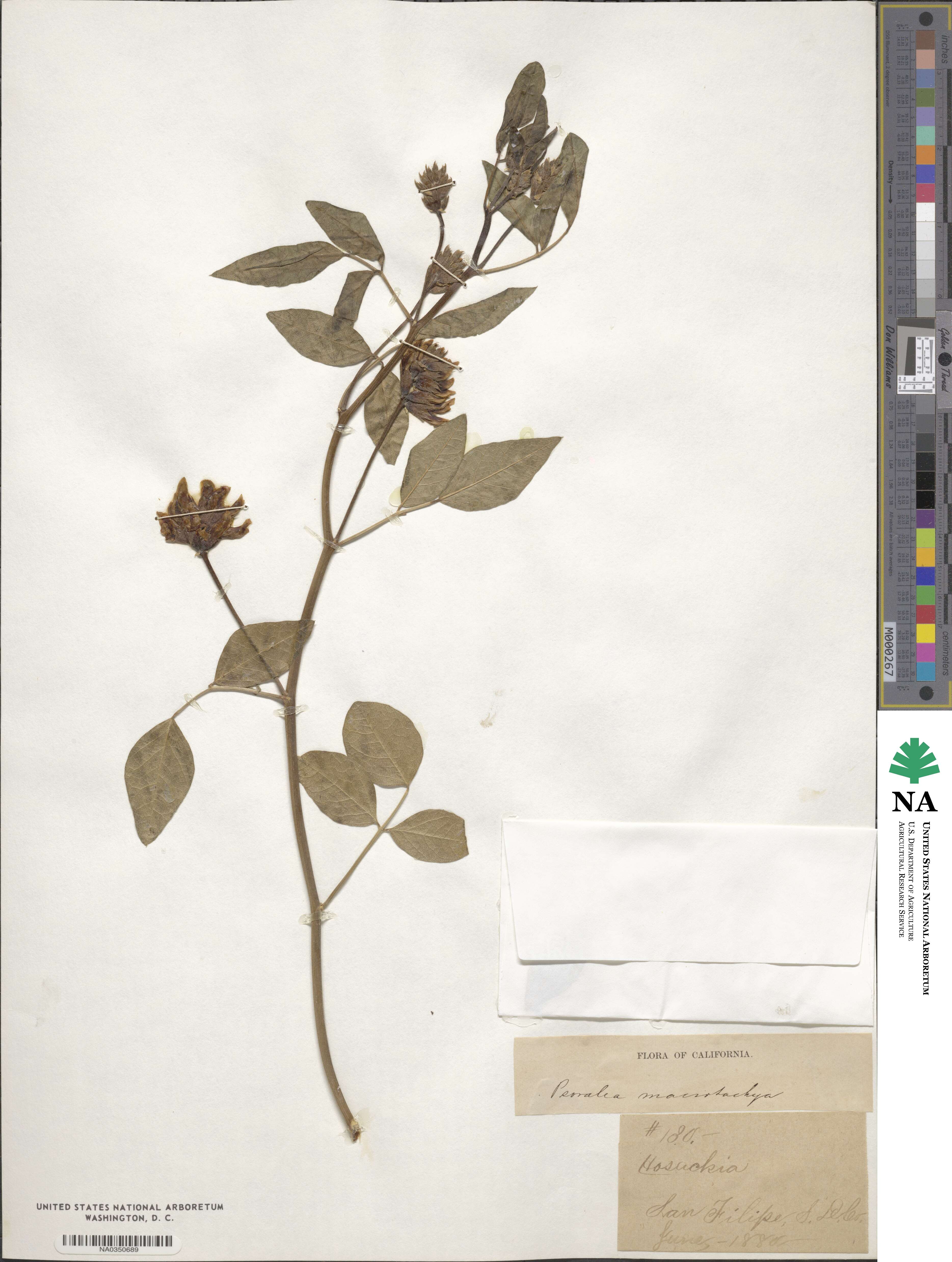 Hoita macrostachya image