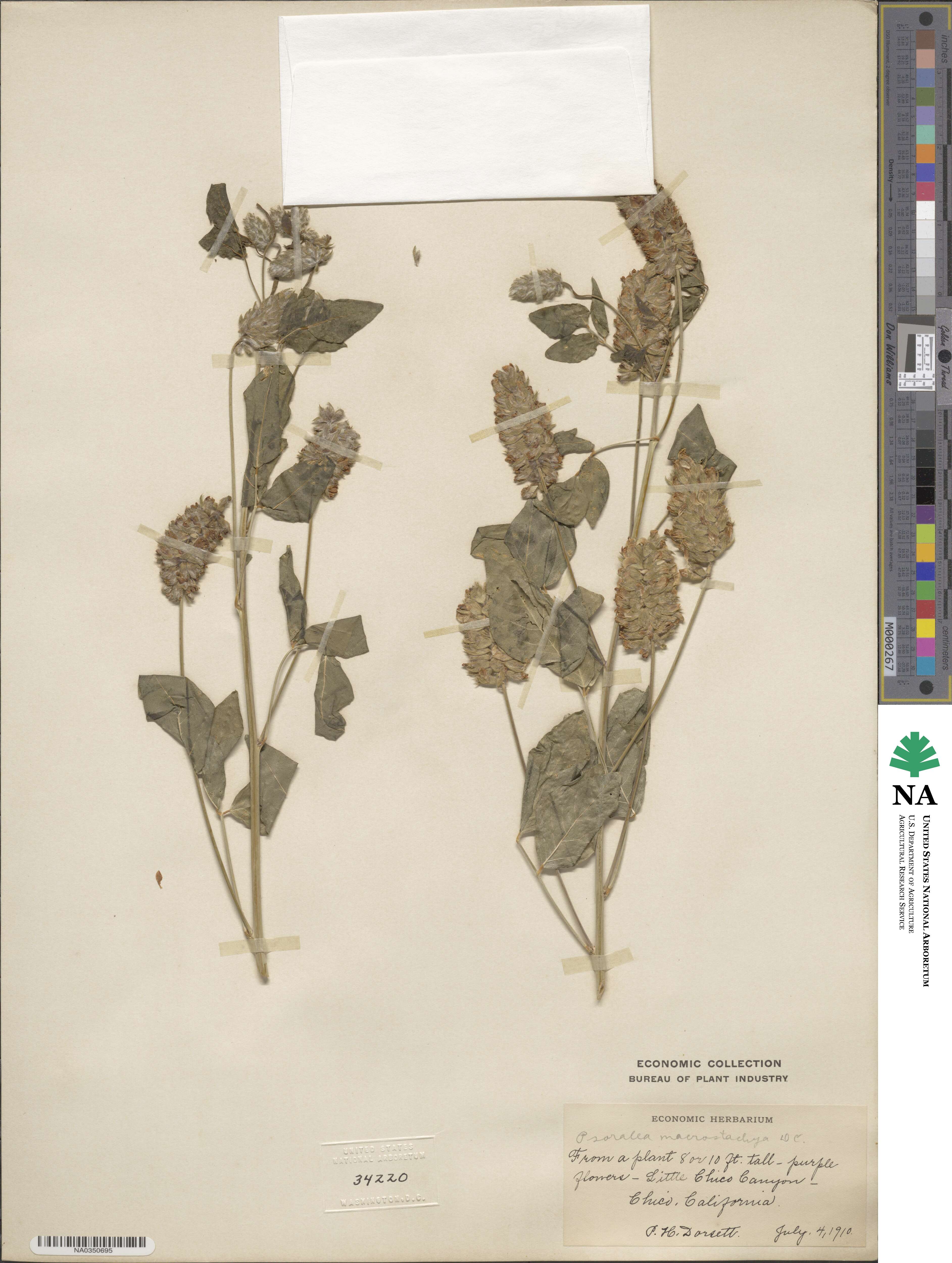Hoita macrostachya image