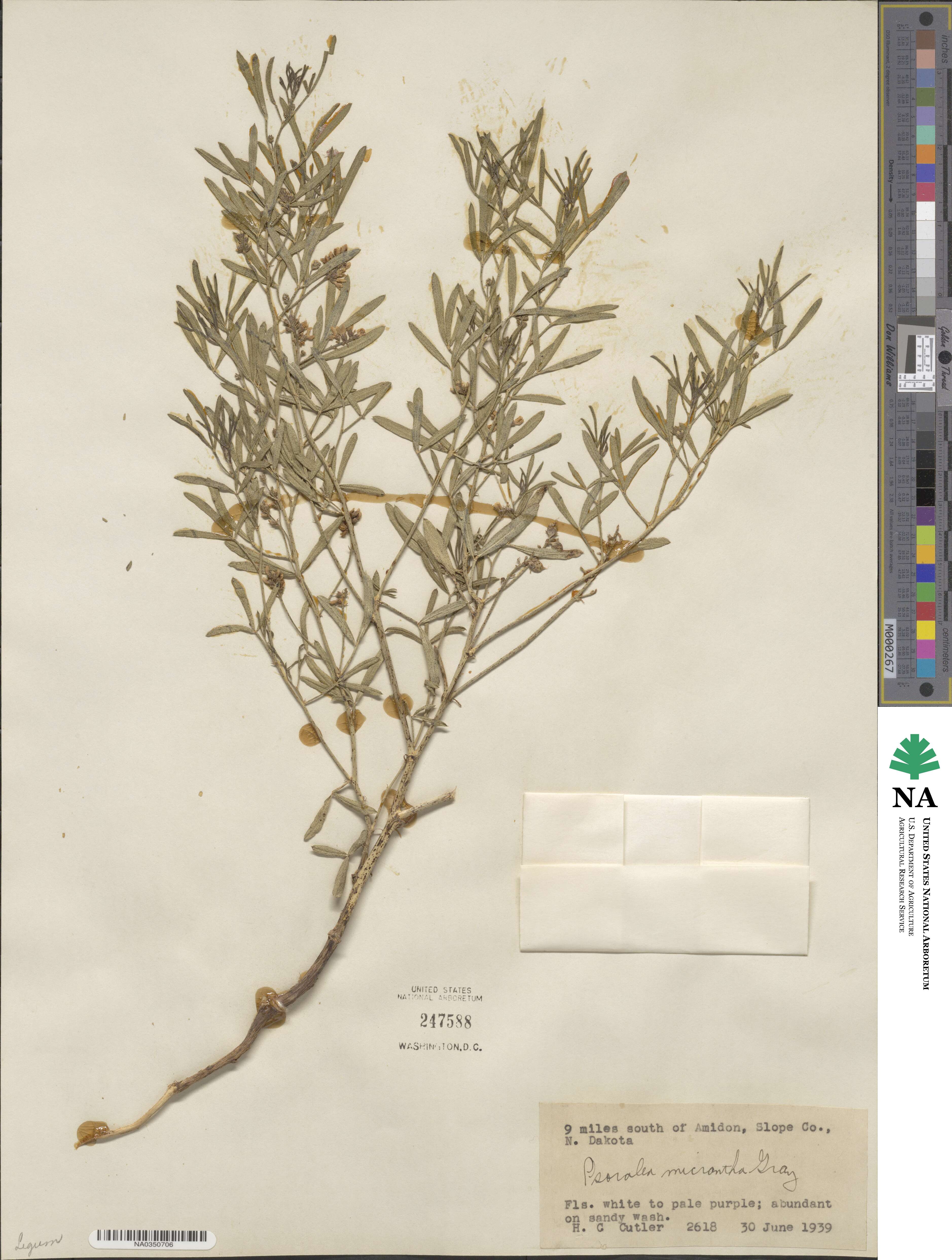 Ladeania lanceolata image