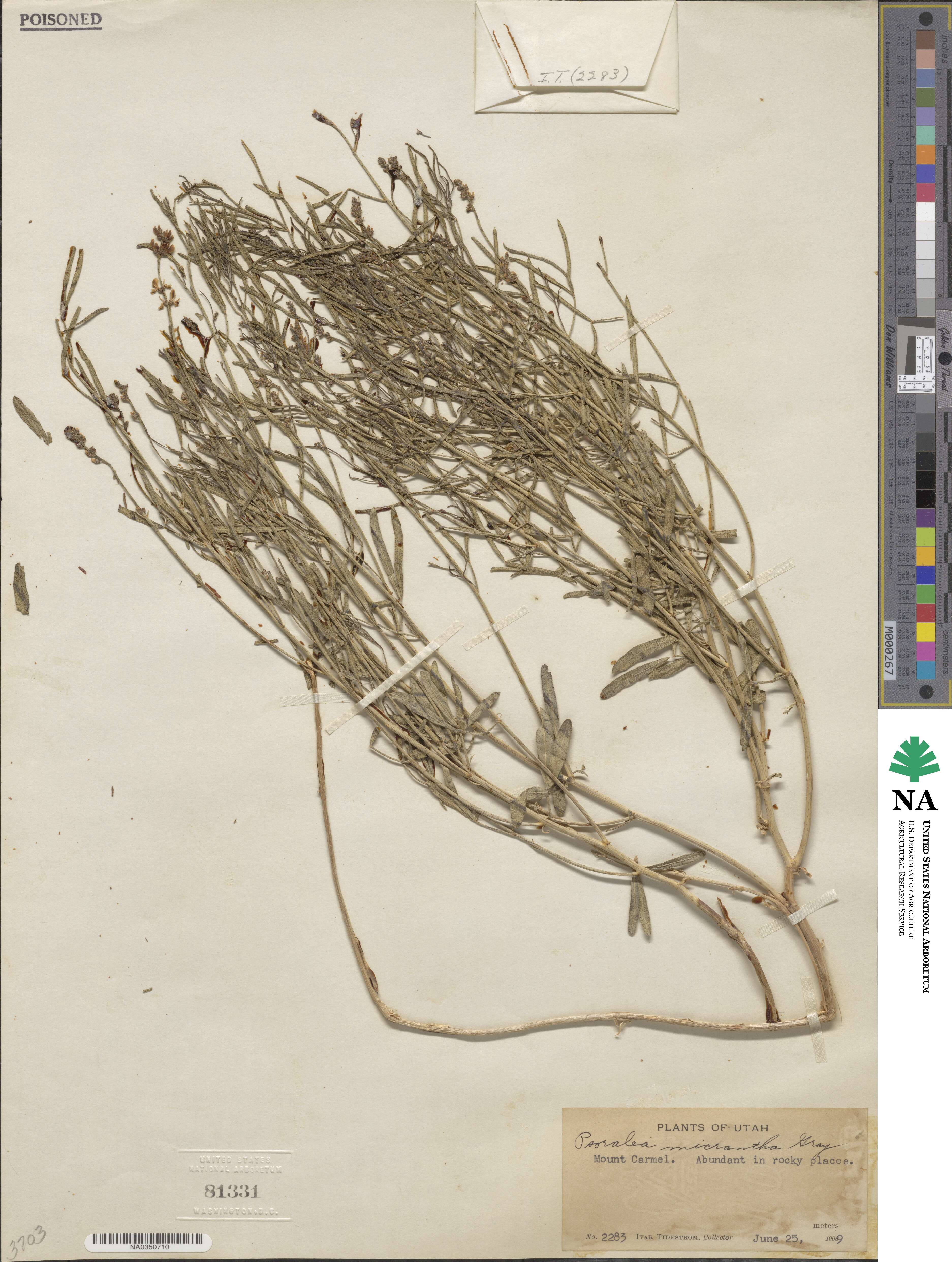 Ladeania lanceolata image
