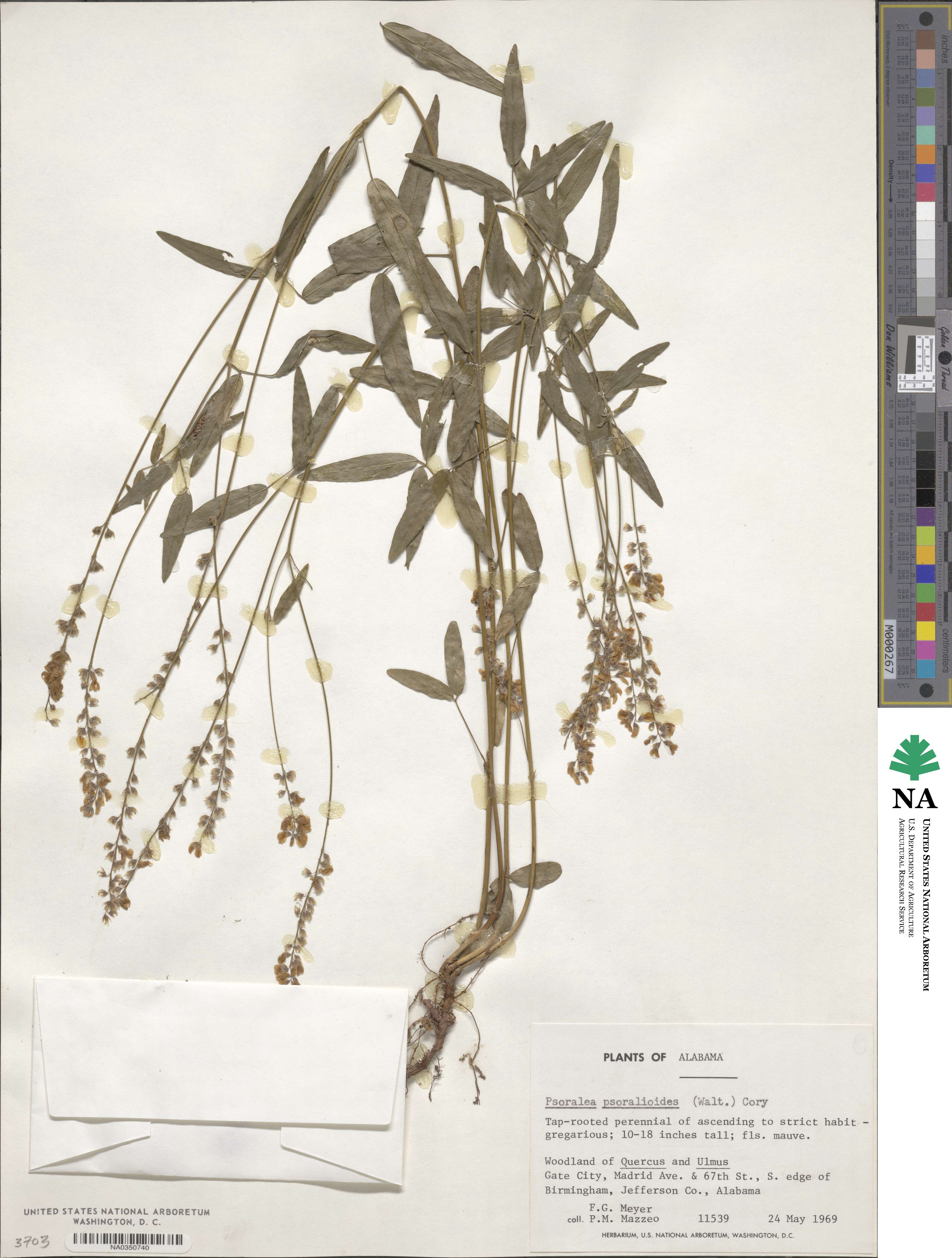 Orbexilum psoralioides image