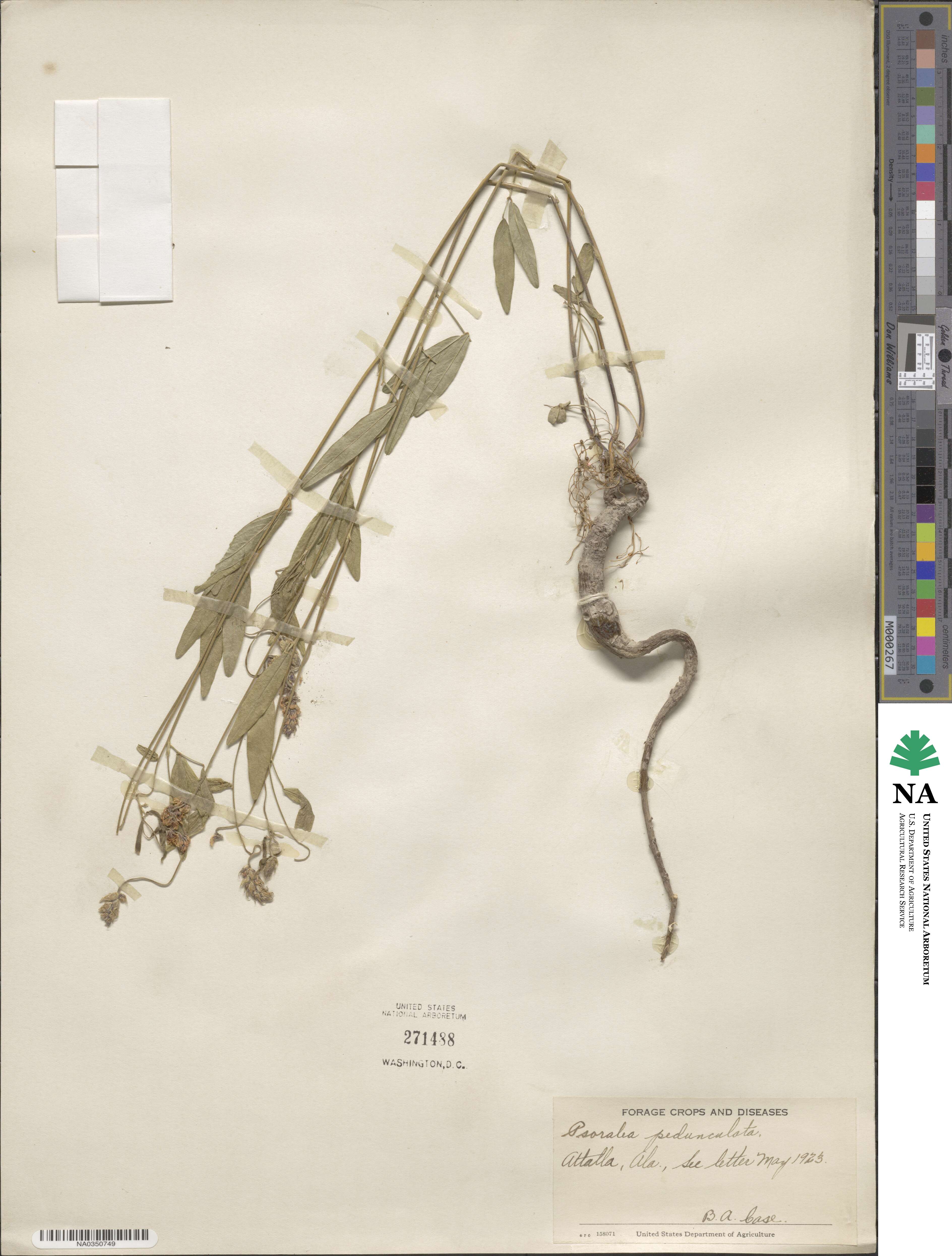 Orbexilum psoralioides image