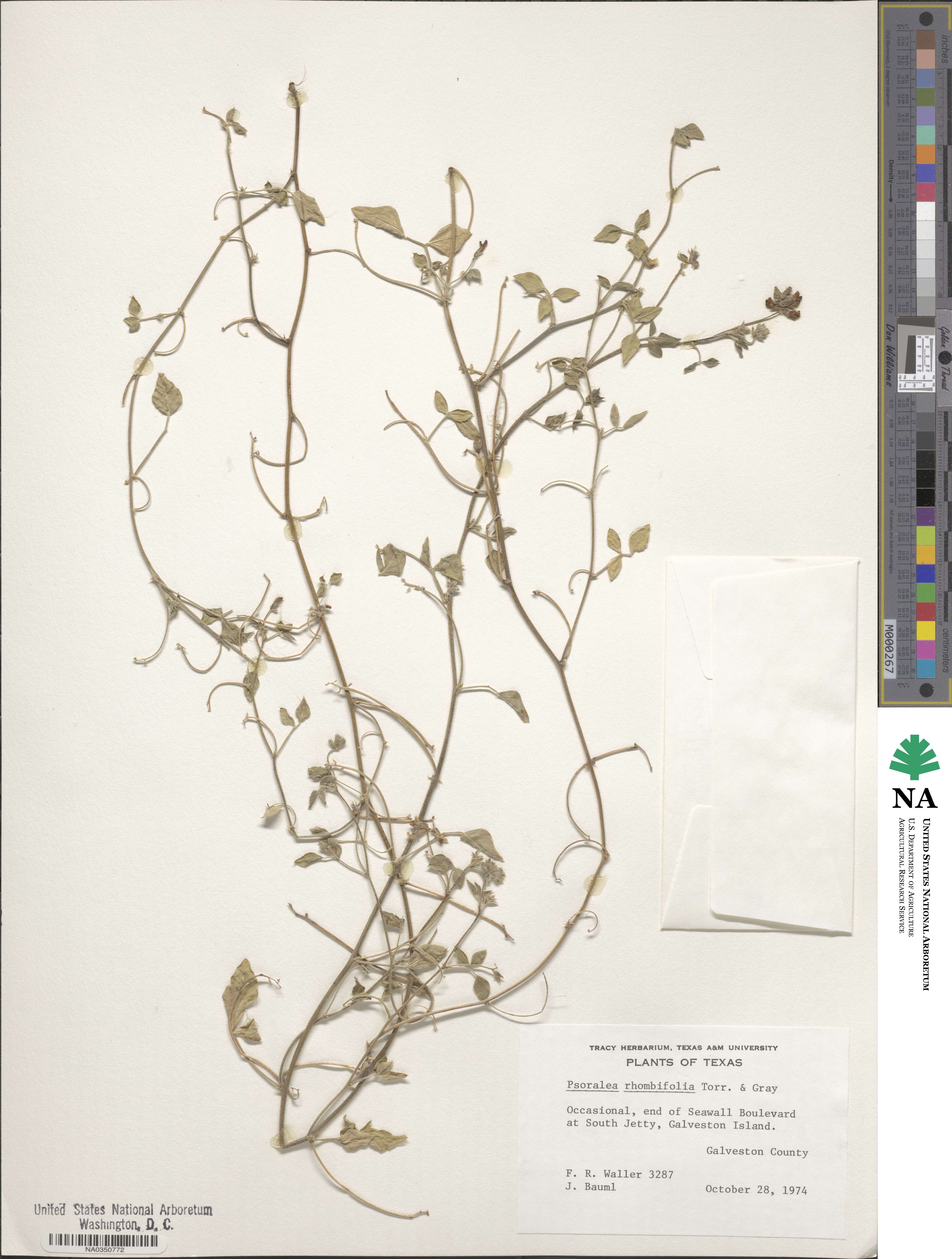 Pediomelum rhombifolium image