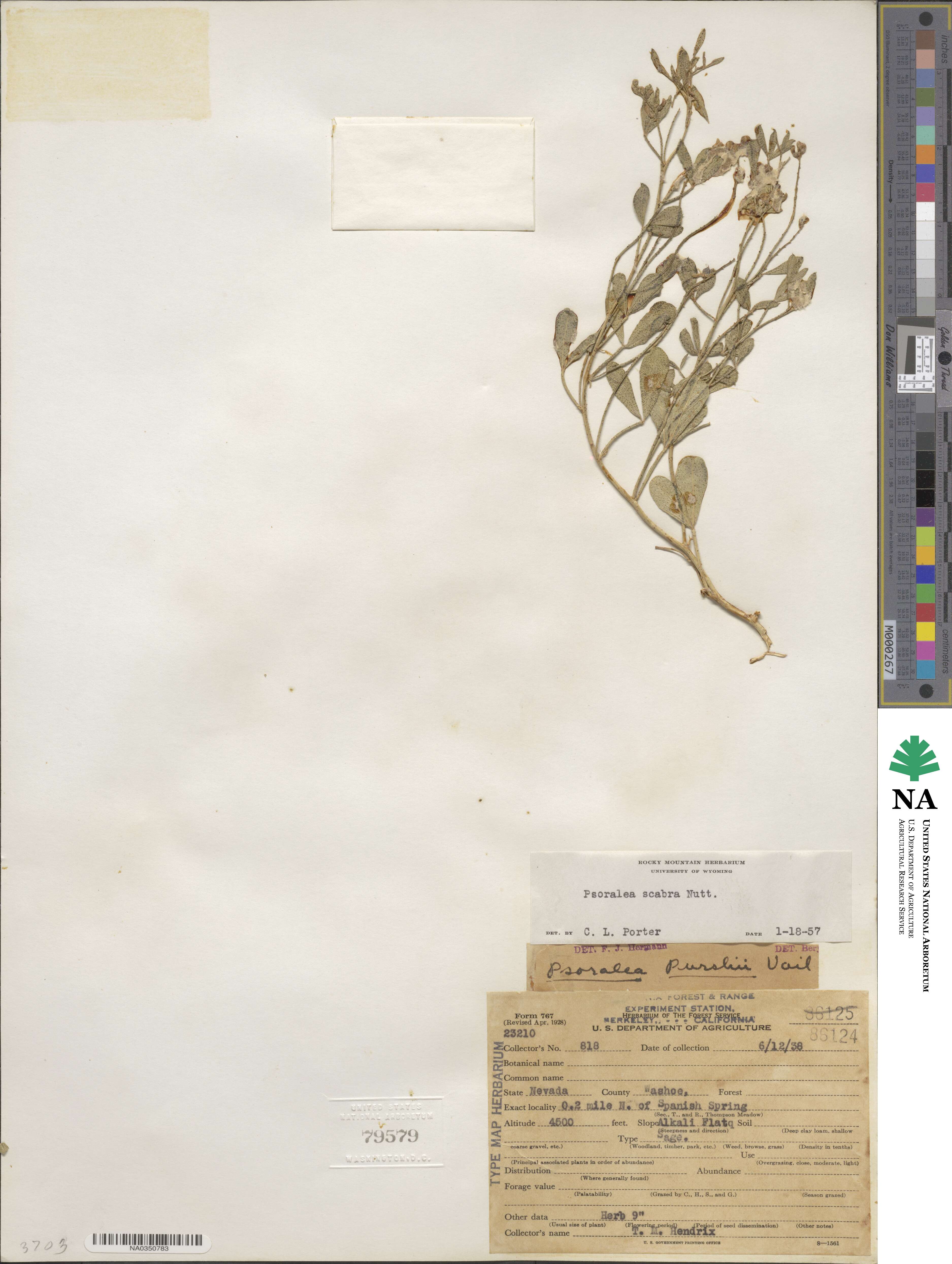Ladeania lanceolata image