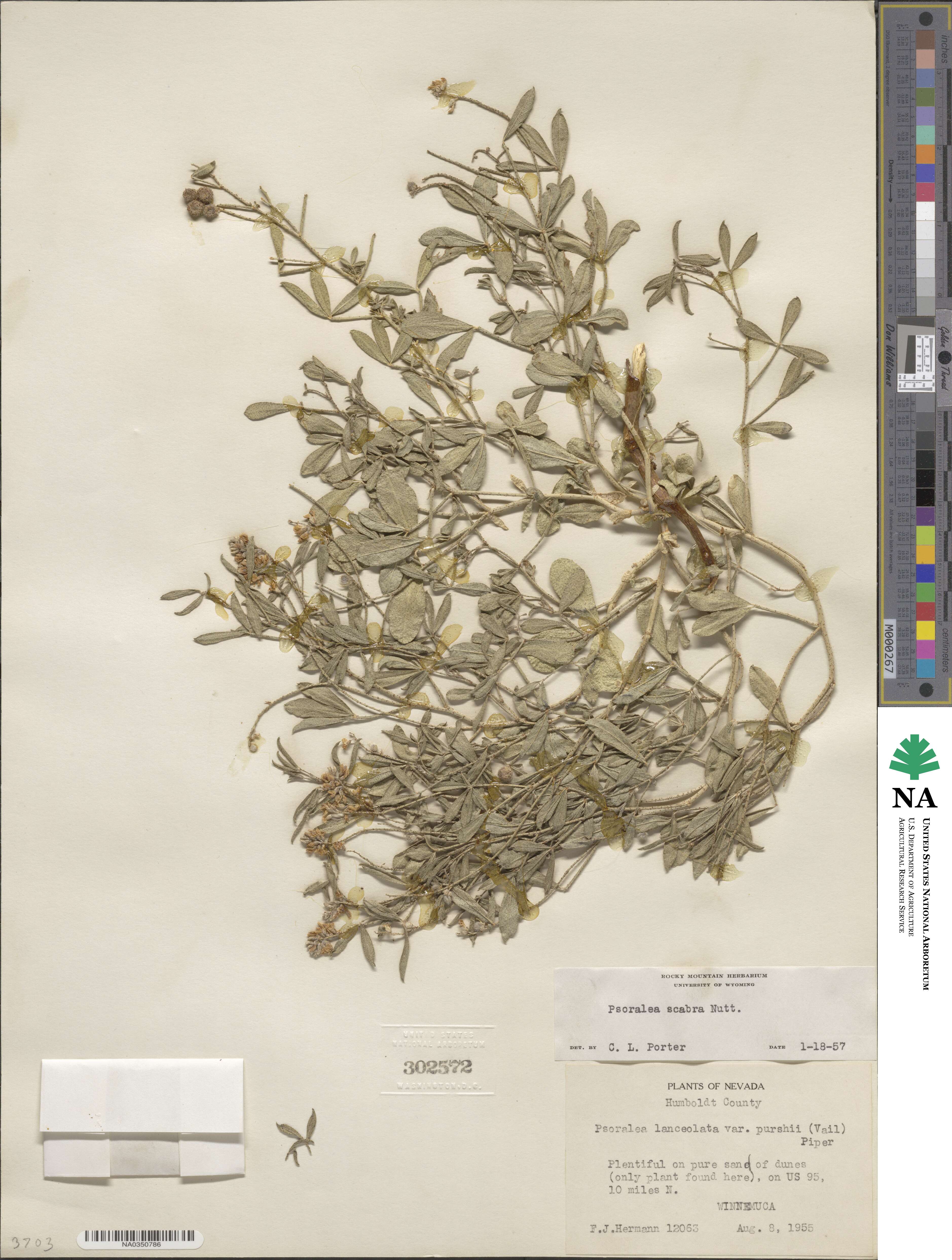 Ladeania lanceolata image
