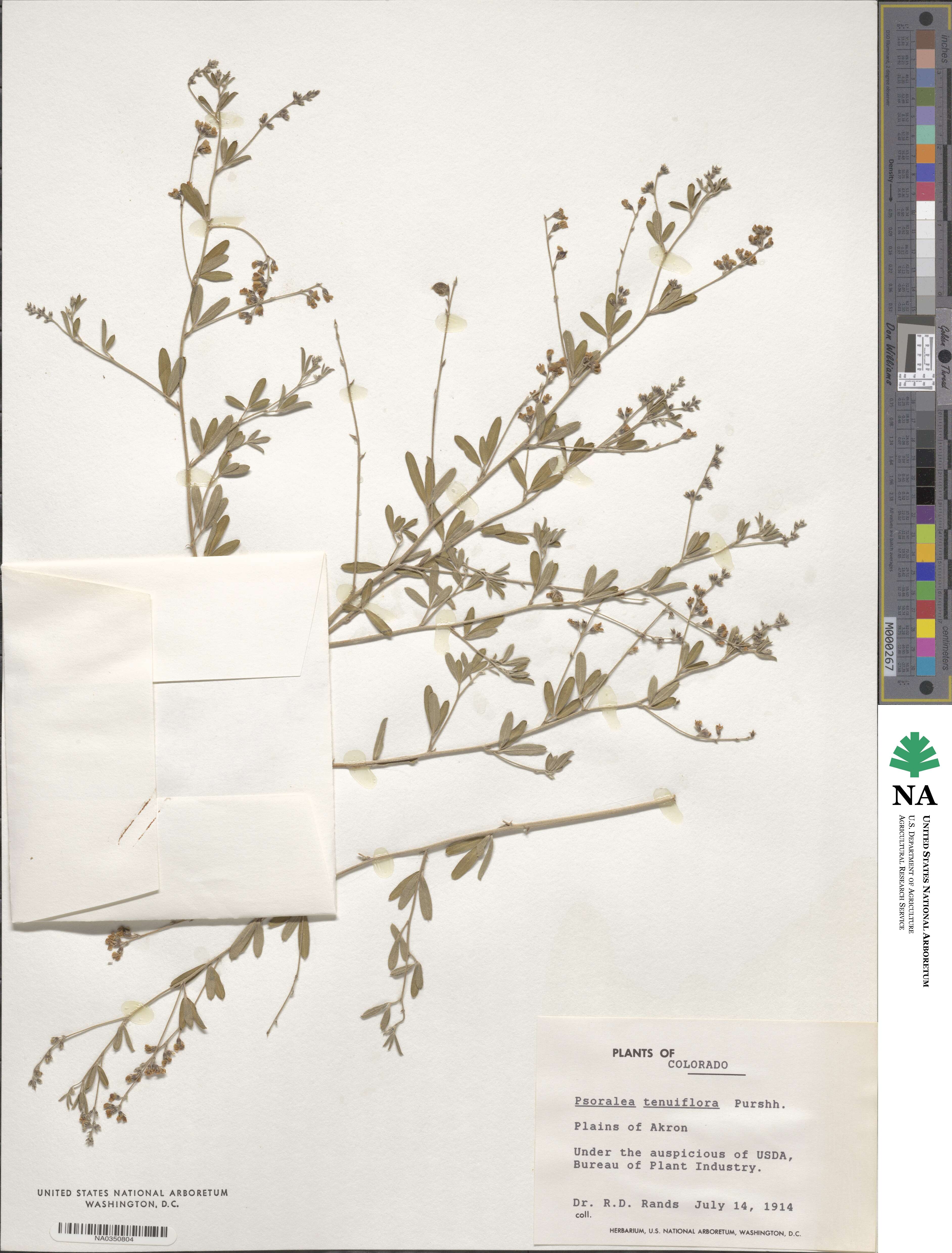 Pediomelum tenuiflorum image