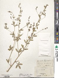 Pediomelum tenuiflorum image