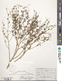 Pediomelum tenuiflorum image