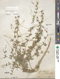 Pediomelum tenuiflorum image